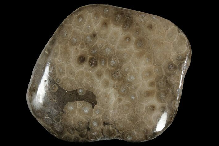Polished Petoskey Stone (Fossil Coral) - Michigan #177198